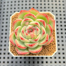 Echeveria 'Siluance' 1" (실루앙스) Succulent Plant Cutting