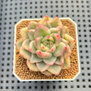 Echeveria Agavoides 'Agnes' Variegated 2"-3" Succulent Plant Cutting