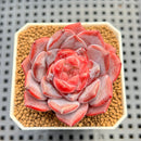 Echeveria 'Pumpkin' 2" Succulent Plant Cutting