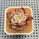 Echeveria Agavoides 'Marilyn' Variegated 2" Succulent Plant Cutting