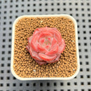 Echeveria 'Pumpkin' 1" Succulent Plant Cutting