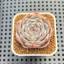 Echeveria 'Pikachu' 2" Succulent Plant Cutting