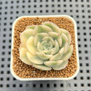 Echeveria 'Moon Fairy' Variegated 2" Succulent Plant Cutting