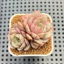 Echeveria 'Ben Badis' Variegated 1"-2" Succulent Plant Cutting