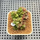 Crassula Marchandii 1"-2" Succulent Plant Cutting