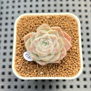 Echeveria 'Ice Rose' 1" Succulent Plant Cutting