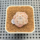 Echeveria 'Ice Rose' 1" Succulent Plant Cutting