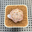 Echeveria 'Ice Rose' 1" Succulent Plant Cutting