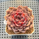 Echeveria 'Cindy' 2" Succulent Plant Cutting