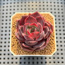 Echeveria 'Blackpink' 2" Succulent Plant Cutting