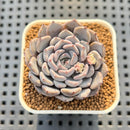 Echeveria 'Gray Rosa' 1"-2" Succulent Plant Cutting