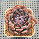 Echeveria 'Gemstone' 2" Succulent Plant Cutting