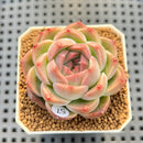 Echeveria 'Ashley' 2" Succulent Plant Cutting