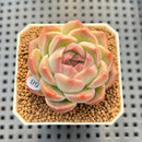 Echeveria 'Ashley' 2" Succulent Plant Cutting