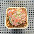 Echeveria 'Snow Beauty' 1" Succulent Plant Cutting