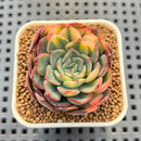 Echeveria 'Acasia' Variegated 2" Succulent Plant Cutting