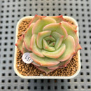 Echeveria 'Angelina' 1"-2" Succulent Plant Cutting