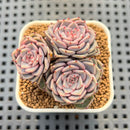 Echeveria 'Rio Heart' 1"-2" Succulent Plant Cutting