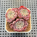 Echeveria 'Sarahime' Cluster 2" Succulent Plant Cutting