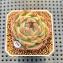 Echeveria 'Silk Rose' 2" Succulent Plant Cutting