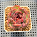 Echeveria 'Brown Stone' New Hybrid 1"-2" Succulent Plant Cutting