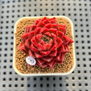 Echeveria 'Cherry Peach' 2" New Hybrid Succulent Plant Cutting