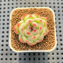 Echeveria 'Siluance' 1" (실루앙스) Succulent Plant Cutting