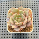 Echeveria 'Ben Badis' Variegated 1"-2" Succulent Plant Cutting