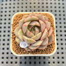 Echeveria 'Ben Badis' Variegated 1"-2" Succulent Plant Cutting