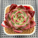 Echeveria 'Elly Shabo' 3" Succulent Plant Cutting