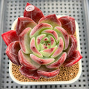 Echeveria 'Elly Shabo' 3" Succulent Plant Cutting