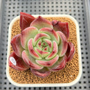 Echeveria 'Elly Shabo' 3" Succulent Plant Cutting