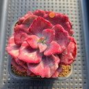 Echeveria 'Diamond State' Variegated 2"-3" Succulent Plant Cutting