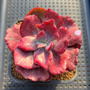 Echeveria 'Diamond State' Variegated 2"-3" Succulent Plant Cutting