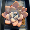 Pachyphytum 'Pink Frevel' 4"-5" Succulent Plant Cutting