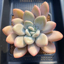 Pachyphytum 'Pink Frevel' 4"-5" Succulent Plant Cutting