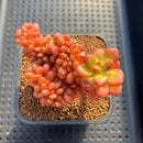 Sedum 'Lucidum Obesum' Crested 2" Succulent Plant Cutting