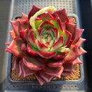 Echeveria Agavoides 'Oculus' 3"-4" Succulent Plant Cutting