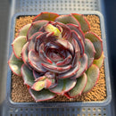 Echeveria 'Melodious' Round-Leaf 3" Succulent Plant Cutting