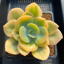 Echeveria 'Hakuhou' Reverse Variegated 4" Succulent Plant