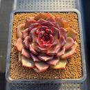Echeveria 'Black Pearl' Type B 3" Succulent Plant Cutting
