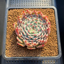 Echeveria 'Starlight' Zaragoza Hybrid 2"-3" New Hybrid Succulent Plant Cutting