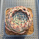 Echeveria 'Starlight' Zaragoza Hybrid 2"-3" New Hybrid Succulent Plant Cutting