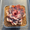 Echeveria 'Graslin' (그레슬린) 2" Succulent Plant Cutting