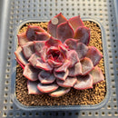 Echeveria 'Graslin' (그레슬린) 2" Succulent Plant Cutting