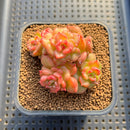 Echeveria 'Apple Blossom' Cluster 3" Succulent Plant Cutting