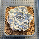 Echeveria 'Thriller Pearl' 2" Succulent Plant Cutting