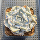 Echeveria 'Thriller Pearl' 2" Succulent Plant Cutting