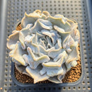 Echeveria 'Thriller Pearl' 2" Succulent Plant Cutting