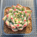 Echeveria Agavoides 'Morgain' Variegated 2" Succulent Plant Cutting